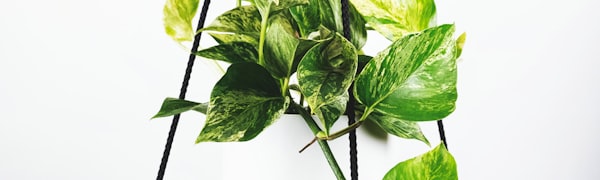 欧冠联赛四分之一决赛抽签结果公布现场